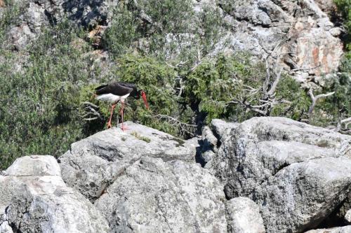 Cigogne noire à Salto del Gitano