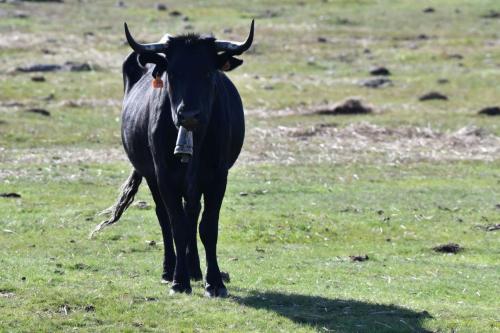 Vache de race Avileña