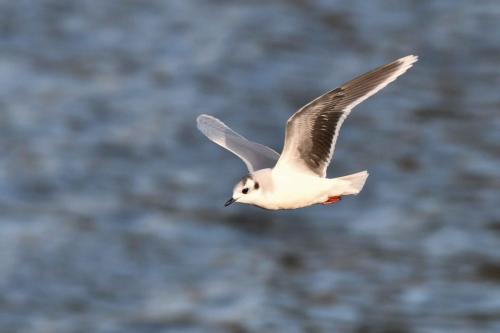 Mouette pygmée (adulte)
