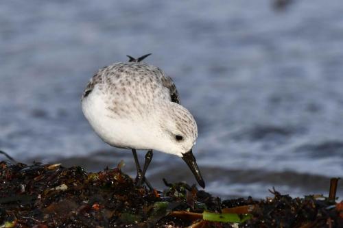 Bécasseau sanderling