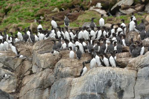 Guillemots de Troïl