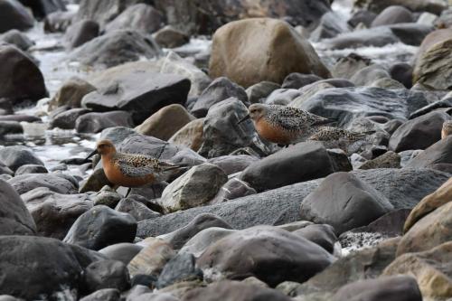 Bécasseaux maubèches