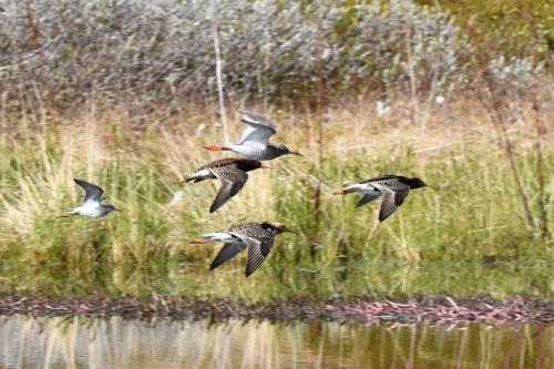Combattants variés, chevalier sylvain et chevalier gambette