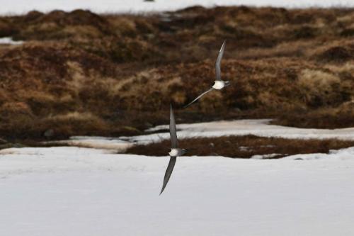 Labbes à longue queue