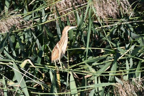 Blongios nain (jeune)