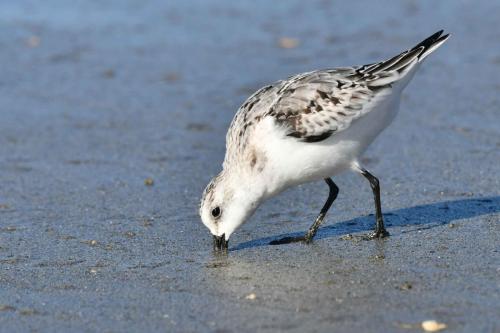 Bécasseau sanderling