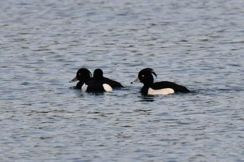 Fuligules morillons