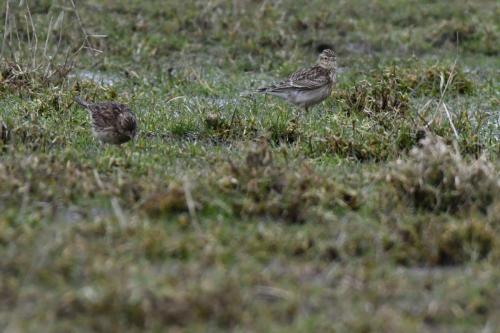 Alouettes des champs