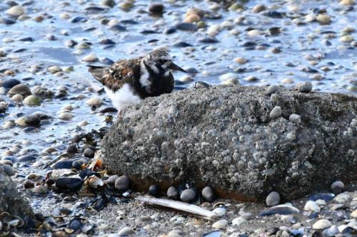 Tournepierre à collier