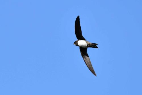 Martinet à ventre blanc