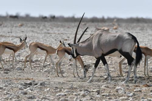 Oryx et Springboks du Kalahari
