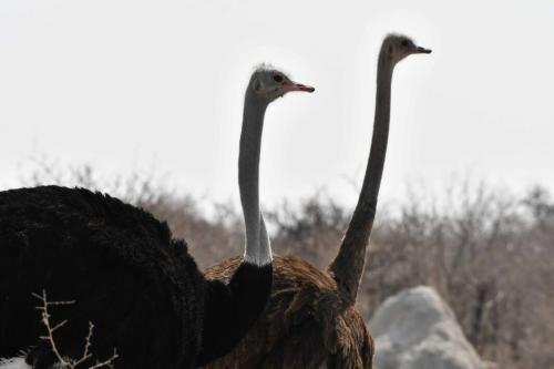 Autruches