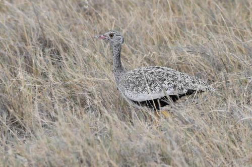 Outarde à miroir blanc (femelle)