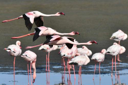 Flamants nains