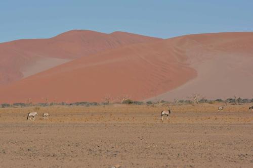 Dunes de Sossusvlei