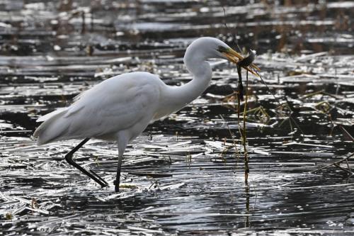 Grande aigrette