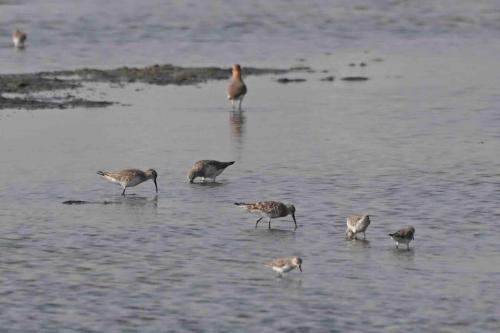 Bécasseaux cocorlis