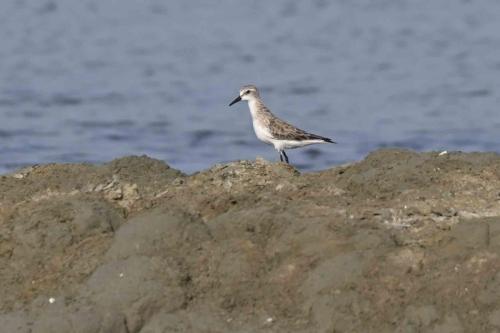 Bécasseau à col roux