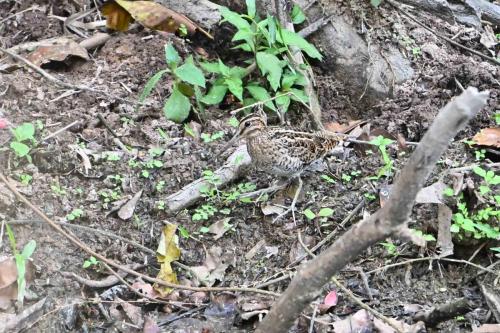 Bécassine à queue pointue