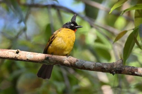 Bulbul à huppe noire