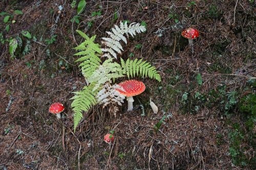 Amanites tue-mouches