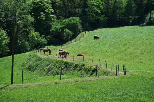Près de Sant Miquel Sacot