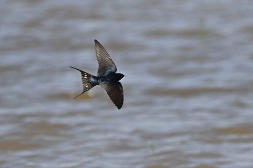 Hirondelle rustique