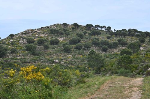 Serra del Coll