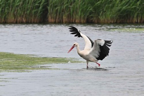Cigogne blanche