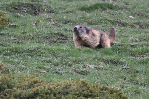 Marmotte