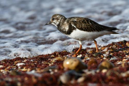 Tournepierre à collier