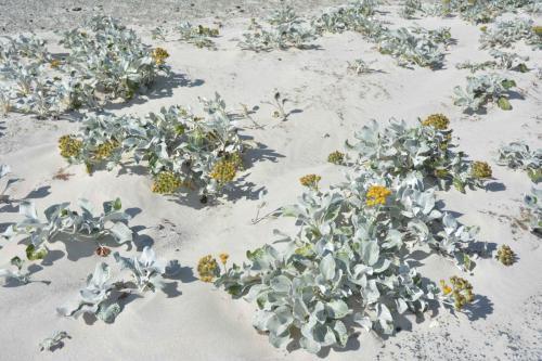 Choux de mer - Sea Cabbage (Senecio Candidans)