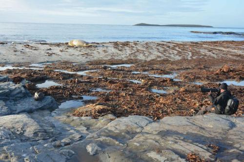A proximité de la nourriture, le Pétrel géant est plus confiant sur terre.