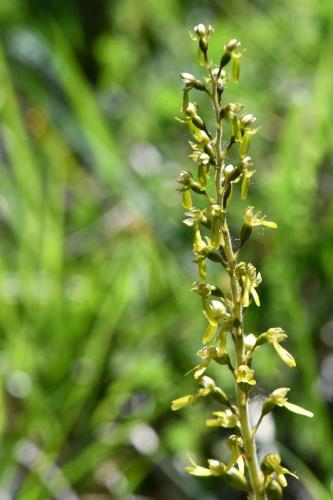 Listère à feuilles ovales