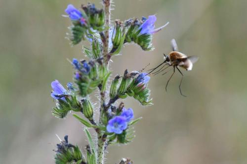 Grand Bombyle (Bombylius major)