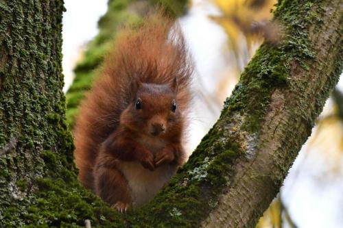 Ecureuil roux