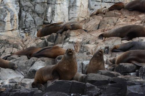 Otaries à fourrure d'Australie