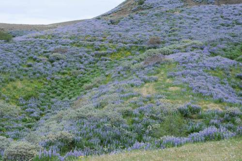 Champ de lupins