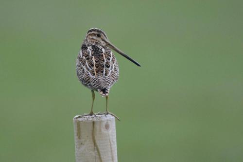 Bécassine des marais
