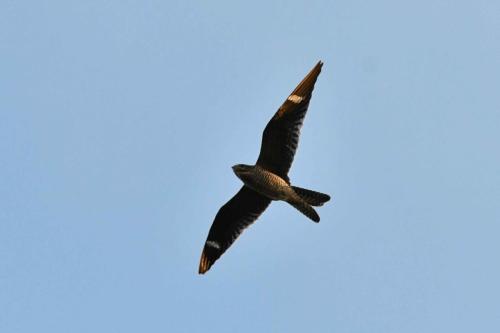 Engoulevent d'Amérique