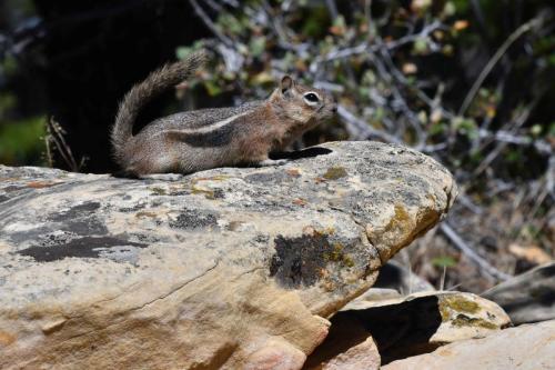 Golden-mantled Ground Squirrel