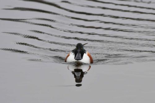 Canard souchet (male)