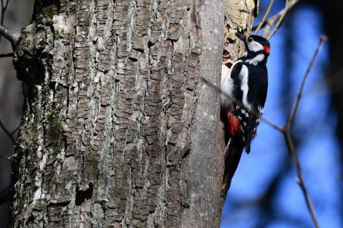 Pic épeiche (mâle)