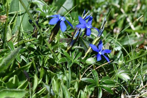 Gentiane