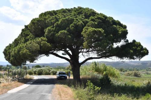 Près de l'étang de Leucate