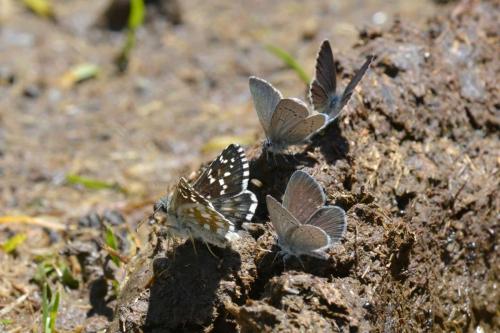 Hespérie ?? et Demi-Argus