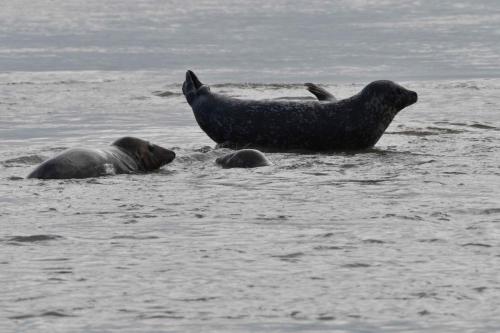 Phoques gris dans l'eau et phoque veau marin hors de l'eau