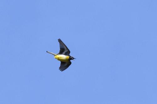 Bergeronnette des ruisseaux