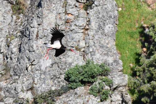 Cigogne noire à Salto del Gitano
