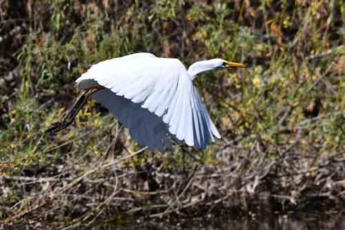 Grande aigrette